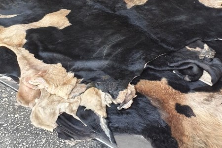 Wet salted cattle hides 